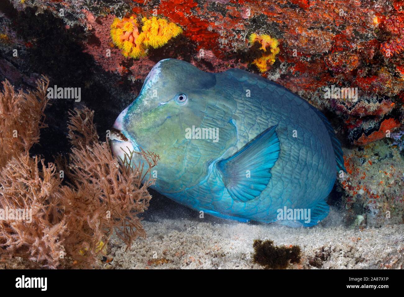 Grüne humphead Papageienfische (Bolbometopon muricatum) schläft in der Nacht im Tierheim, Great Barrier Reef, UNESCO-Weltkulturerbe, Pazifik, Australien Stockfoto