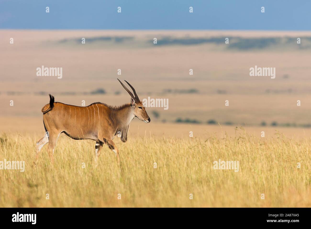 Gemeinsame elenantilope (taurotragus Oryx) in der Savanne, Masai Mara National Reserve, Kenia Stockfoto
