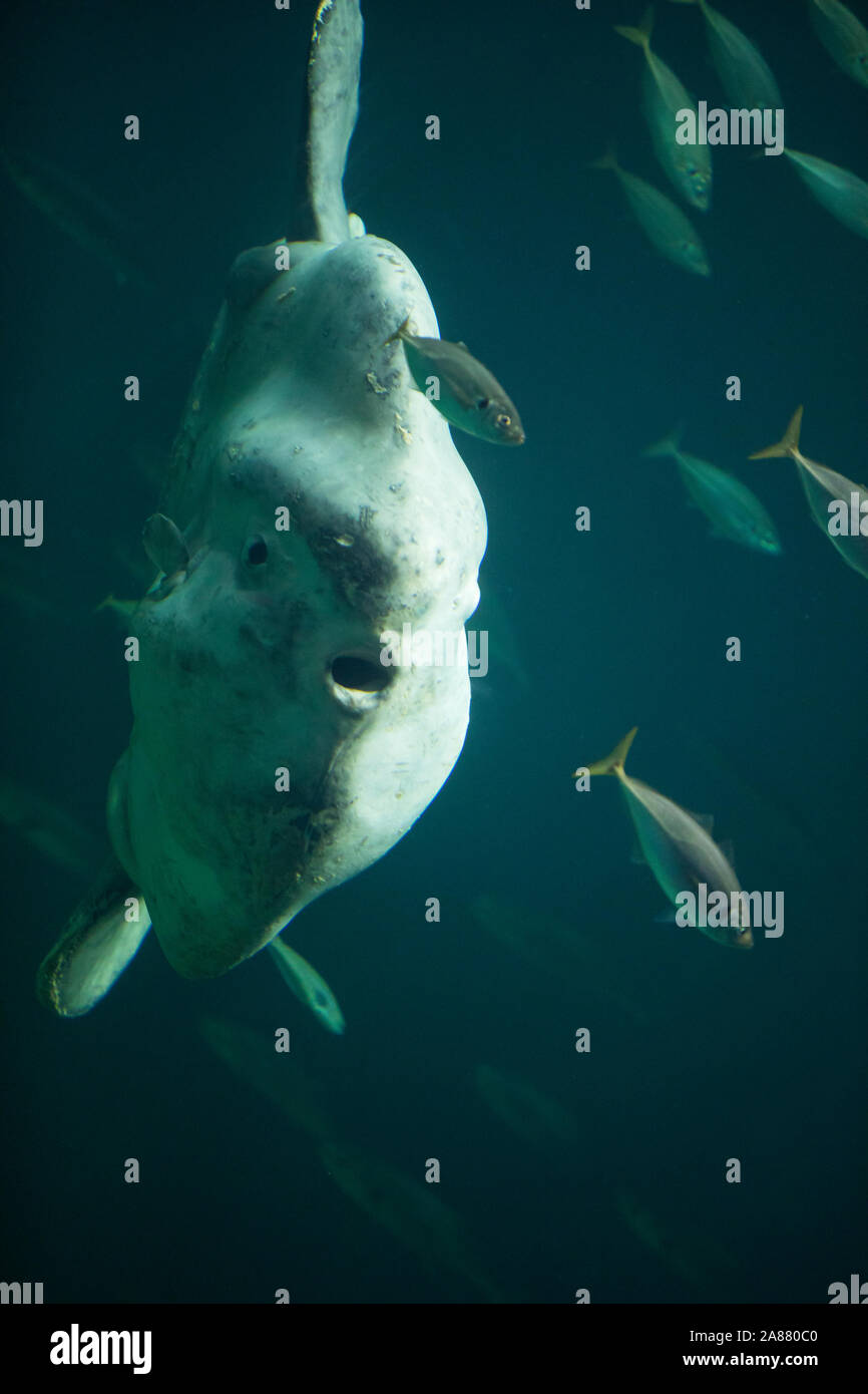 Mondfisch, Mond-Fisch, Klumpfisch, Mola Mola, Sunfish, Mondfisch, Klumpfisk, gemeinsame Mola, La Môle, la Poisson-Lune Stockfoto