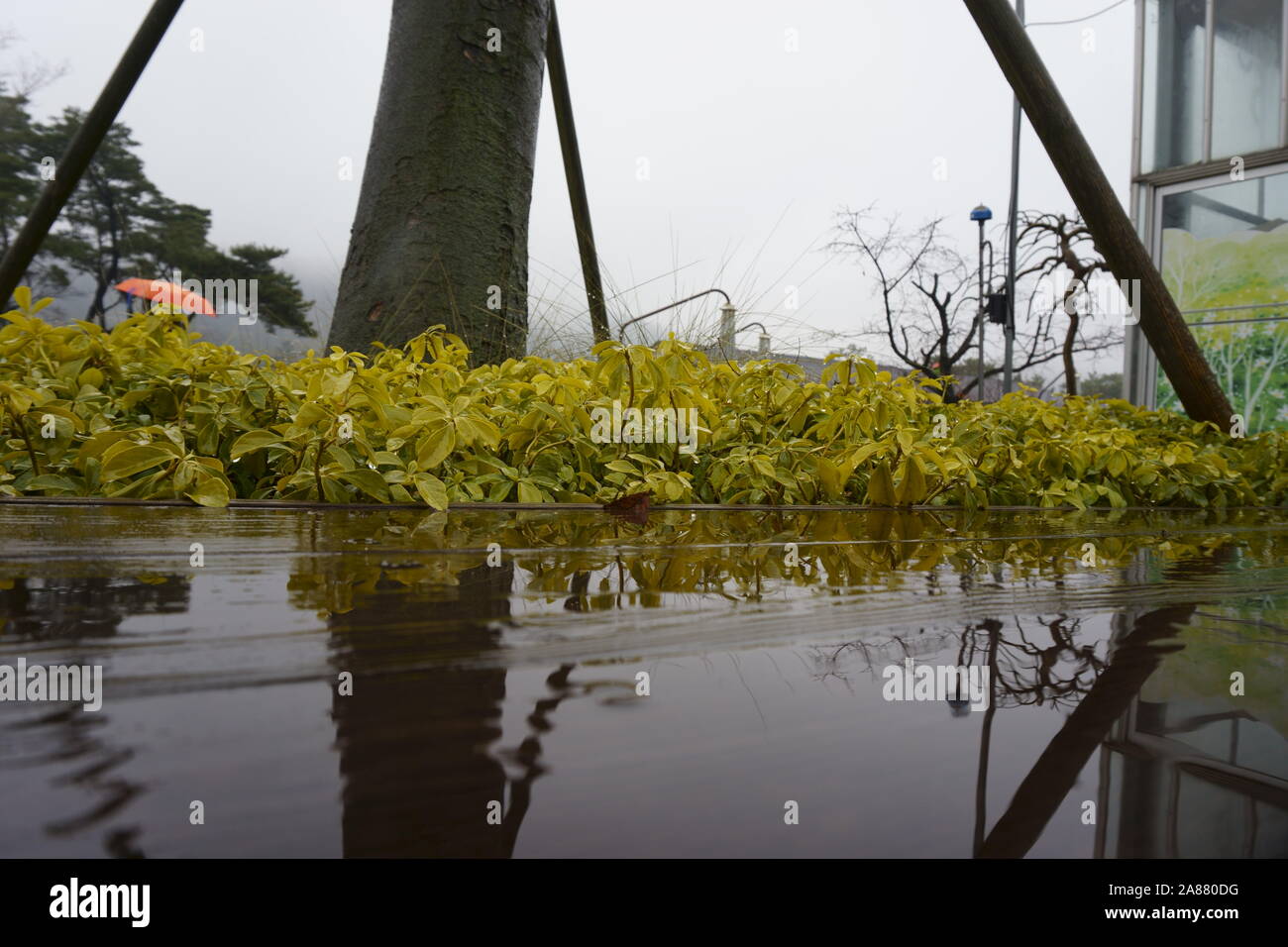 Regnerische Wetter nass Pflanzen wider Stockfoto