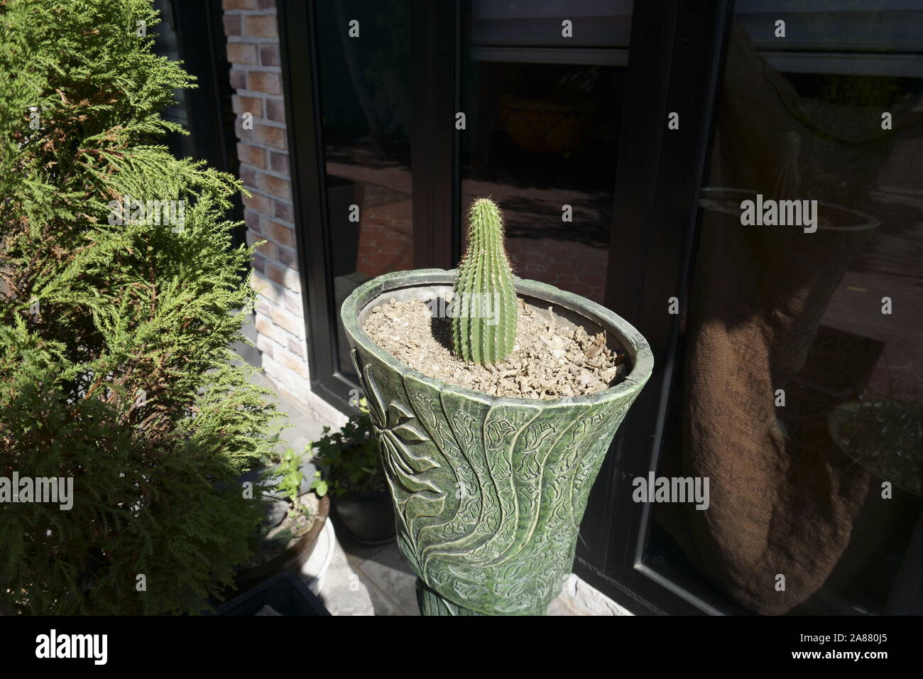 Kleine Kaktus in große Vase in Unwucht Stockfoto