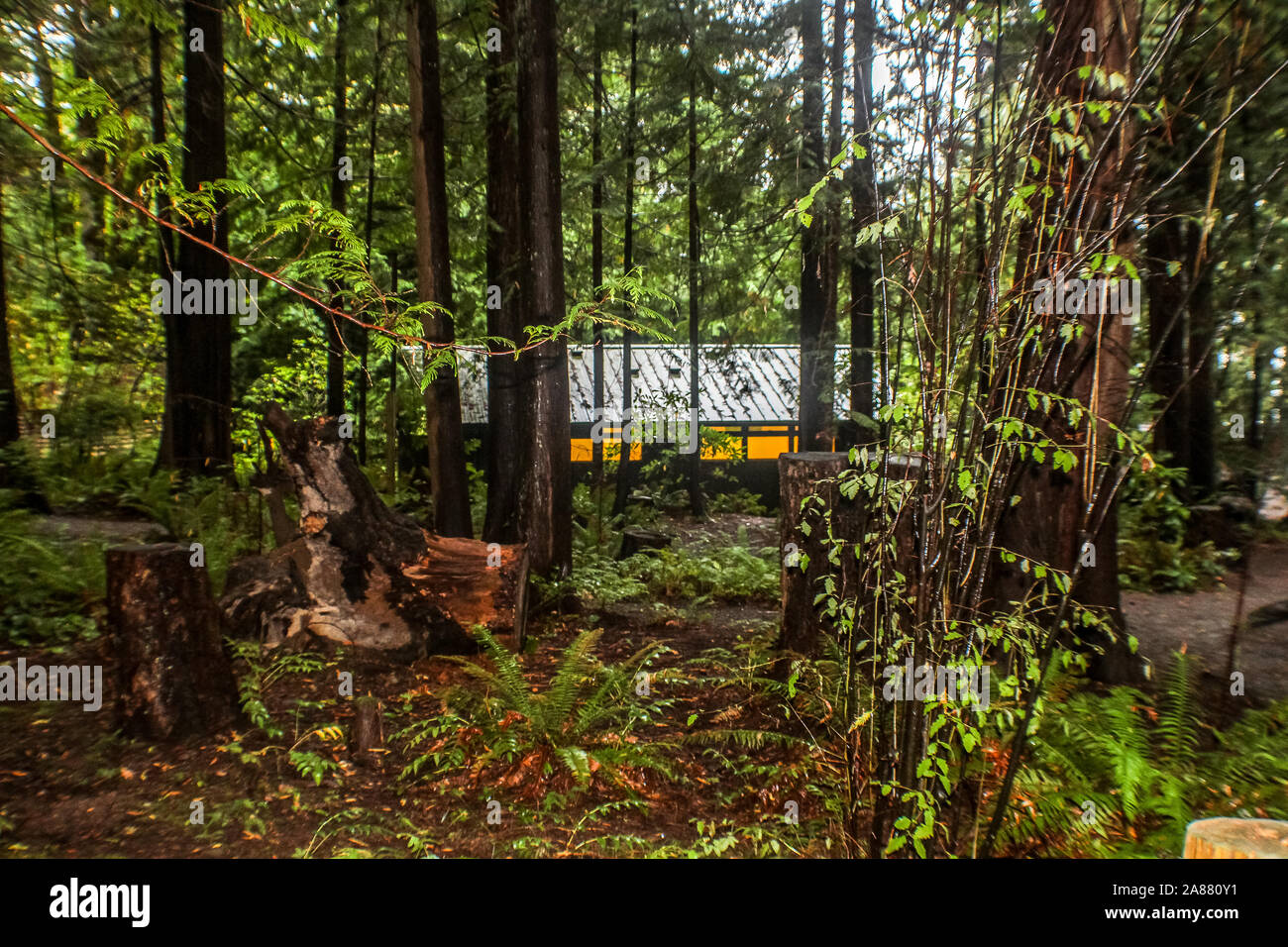 Seattle, Washington - Haus im Wald Stockfoto