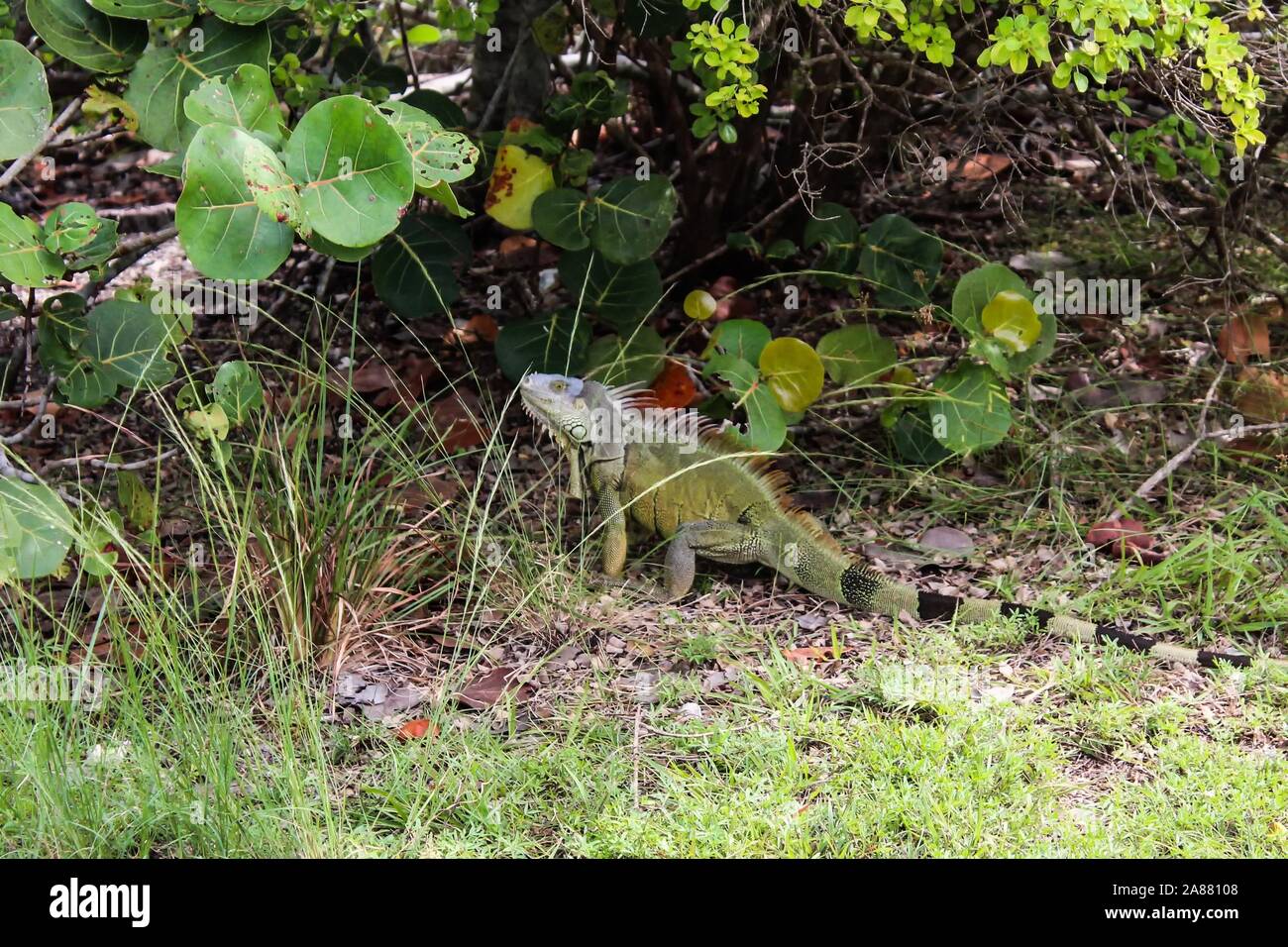 Oleta River State Park in Miami, Florida - invasive grüne Leguane Schäden verursachen Stockfoto