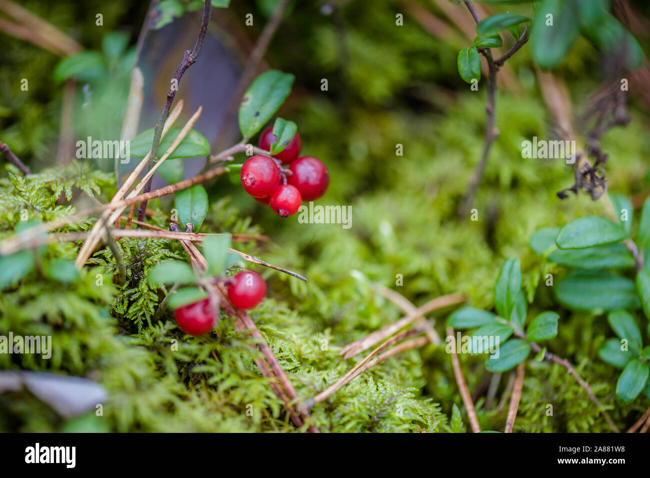 Red Preiselbeeren mit Blättern im Wald. Natur Hintergrund. Red preiselbeere  Reif oder Cowberry wächst in einem Pinienwald mit Moos Hintergrund. Geringe  Tiefe von Stockfotografie - Alamy