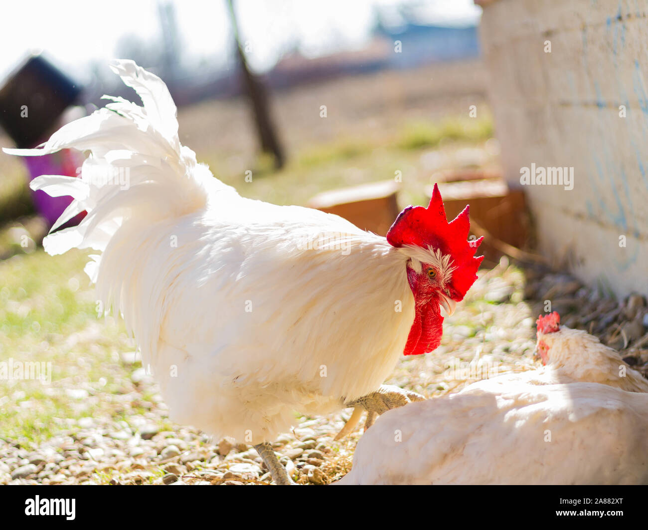 Bresse Gauloise Huhn, Hahn, Bresse Hühner, Bresse Henne, Hahn, in Janja Bosnien Stockfoto