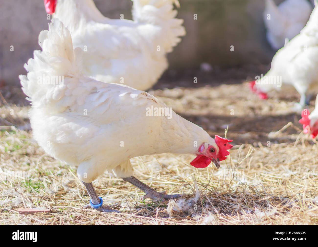 Ostale -Fotos und -Bildmaterial in hoher Auflösung – Alamy