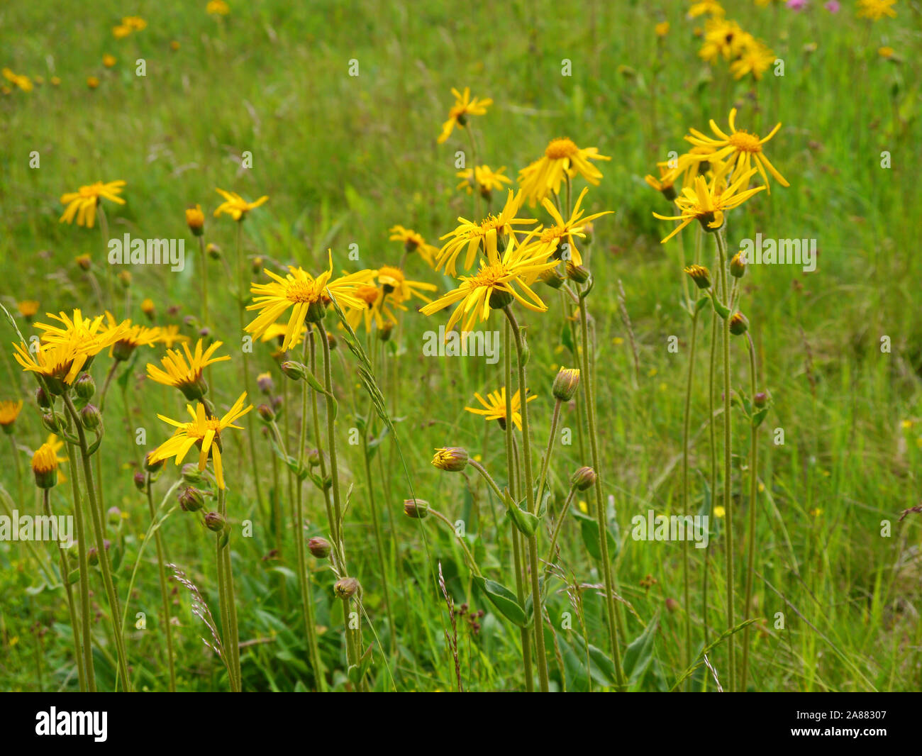 Von leopard Bane, Arnica montana Stockfoto