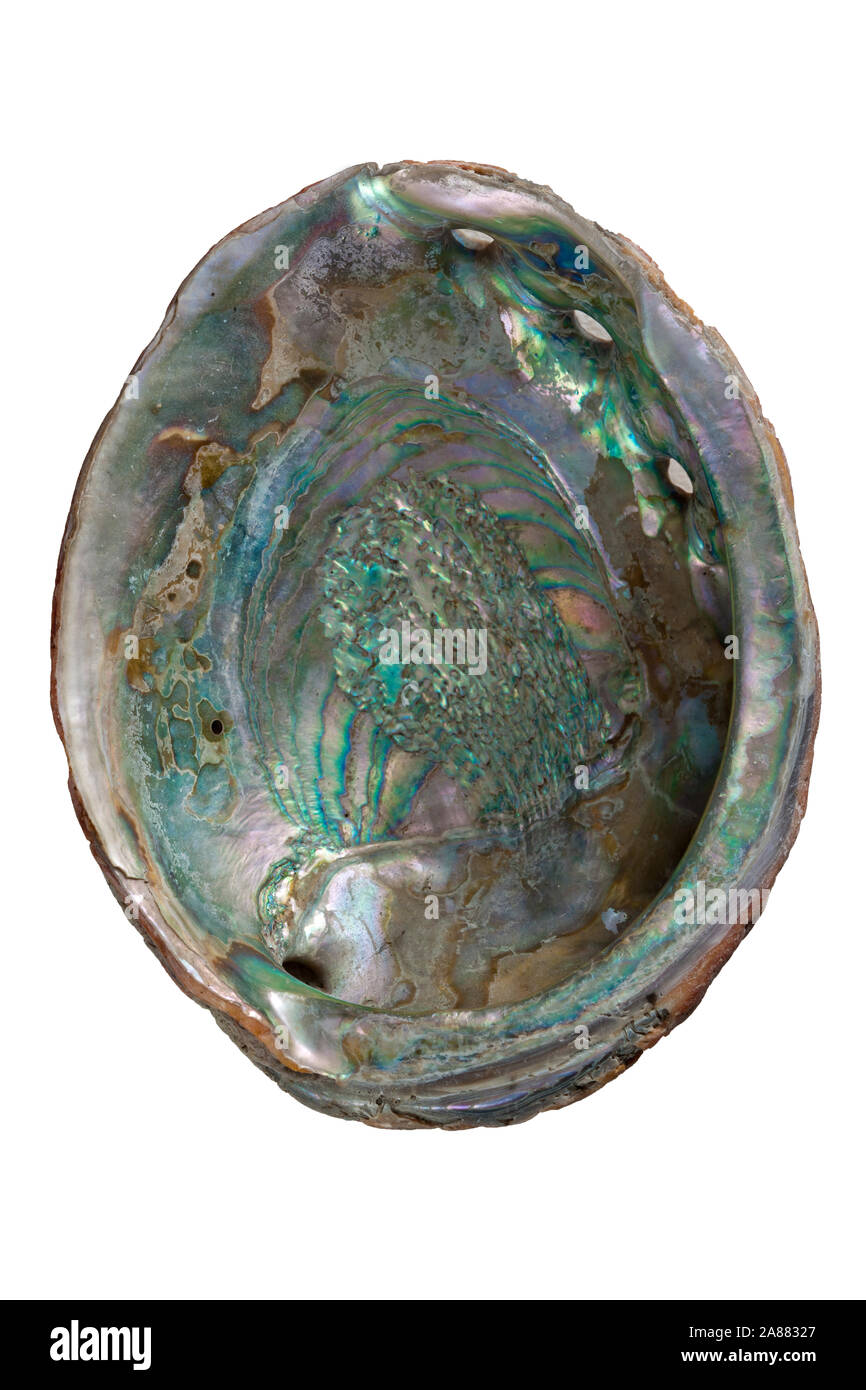 Perlmutt Muschel Natur Eingewachsener Perle Ca. 15 X 10 Cm Ideal Zur