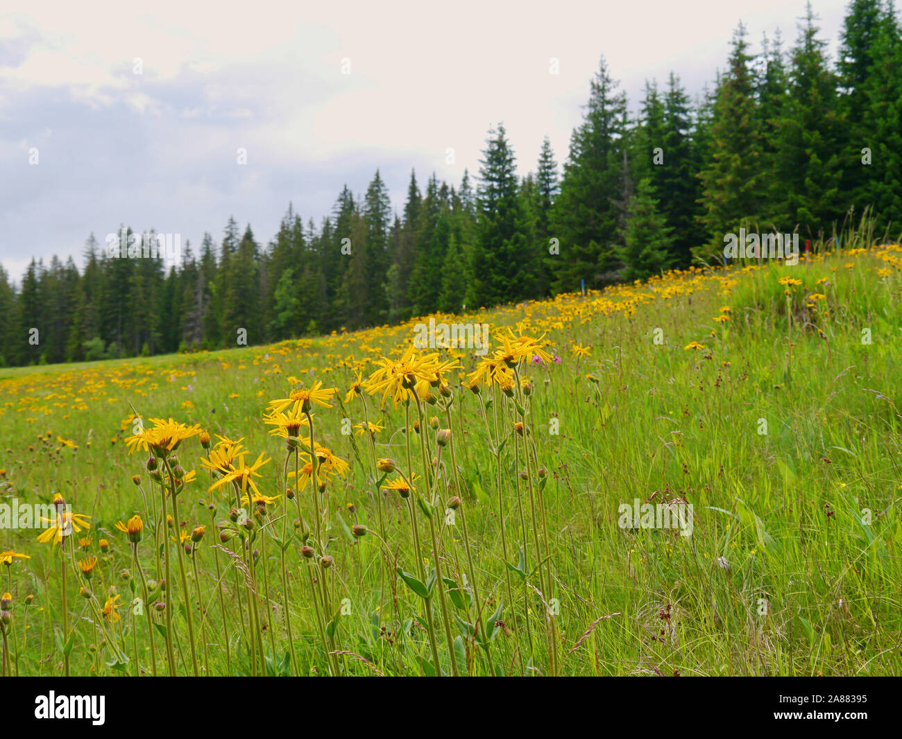 Von leopard Bane, Arnica montana Stockfoto