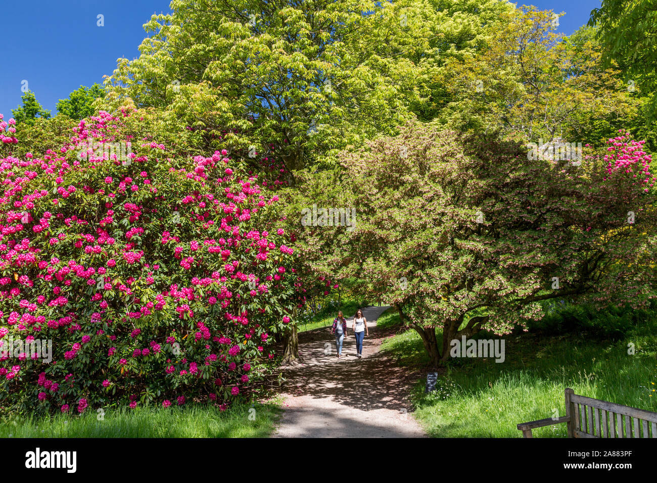 Besucher hinter die bunte Vielfalt der Rhododendron Stauden im Frühjahr am See spazieren gehen, an denen Stourhead Gardens, Wiltshire, England, Großbritannien Stockfoto