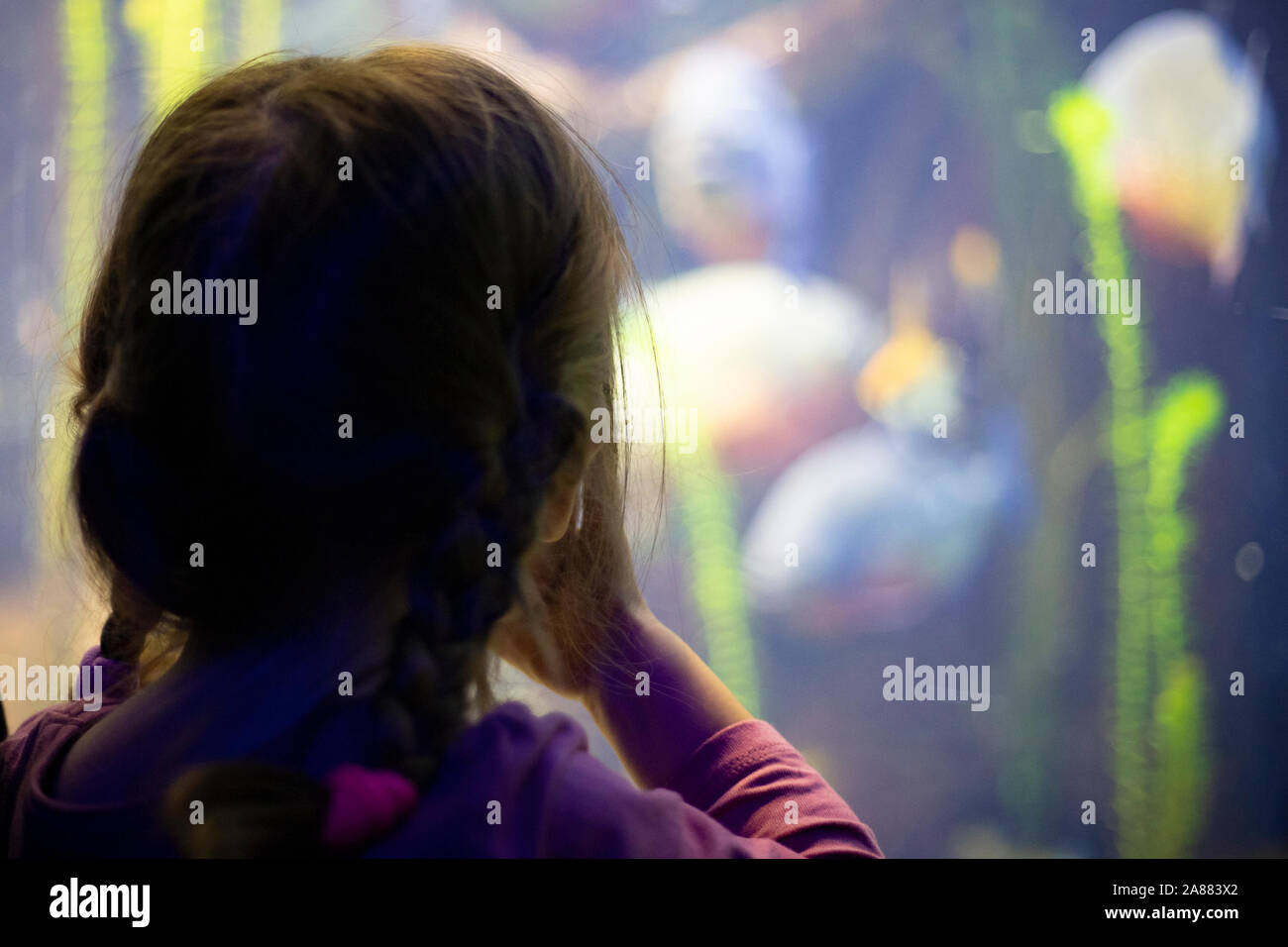 Kind, Mädchen mit Zöpfen im Aquarium, Rückansicht, beobachten Fische durch Glas Stockfoto