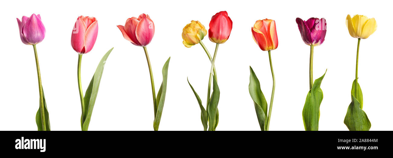 Panoramablick über Tulpen auf weißem Hintergrund Stockfoto