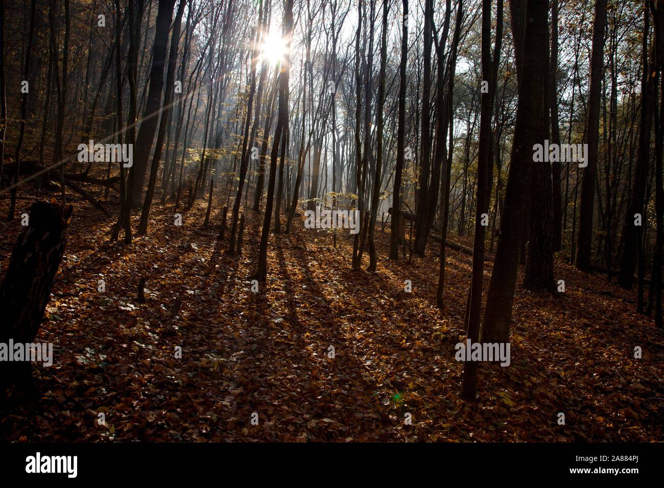 Sonnenuntergang im Wald Stockfoto