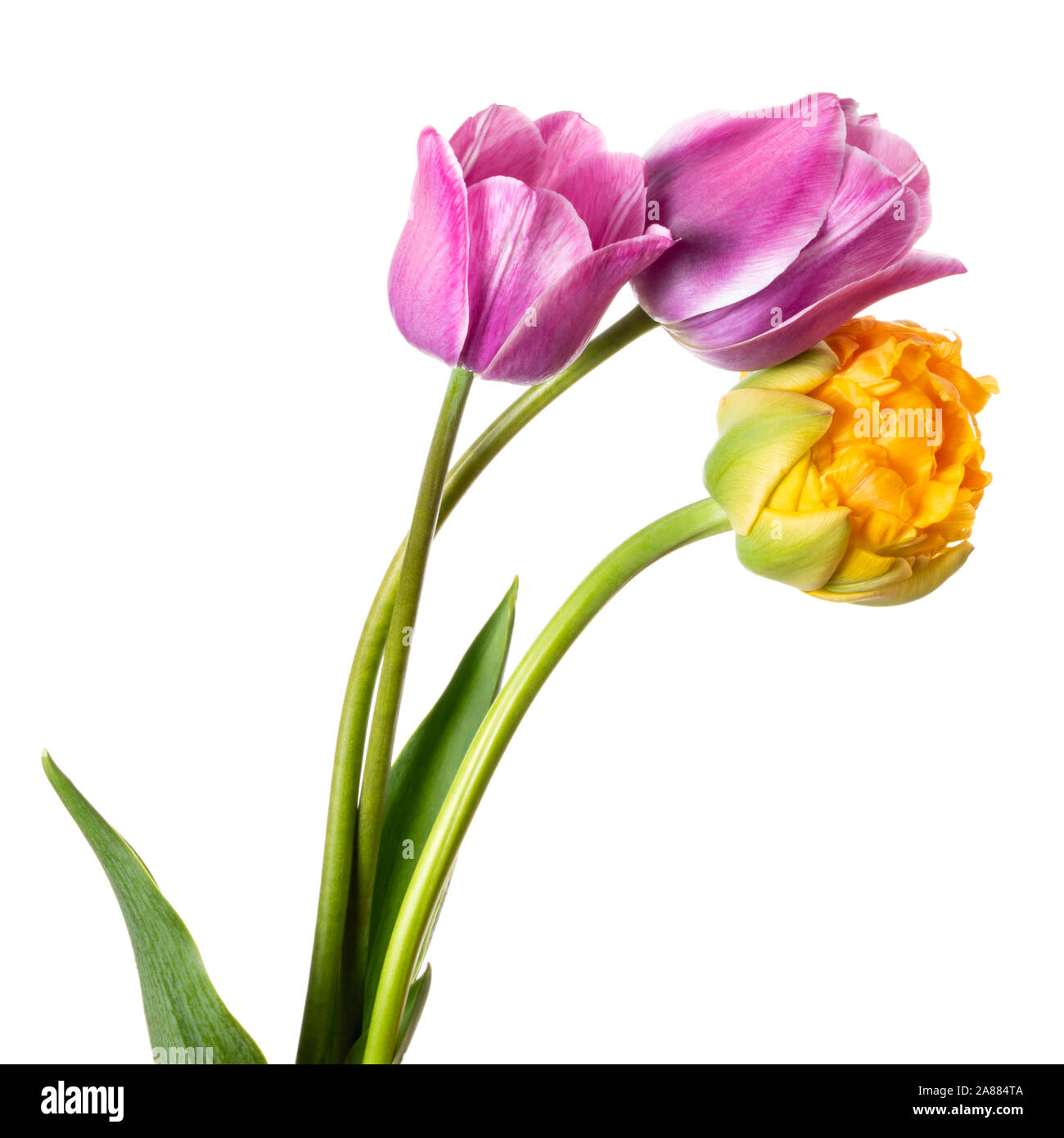 Schön gelb und lila Tulpe Blume auf weißem Hintergrund Stockfoto