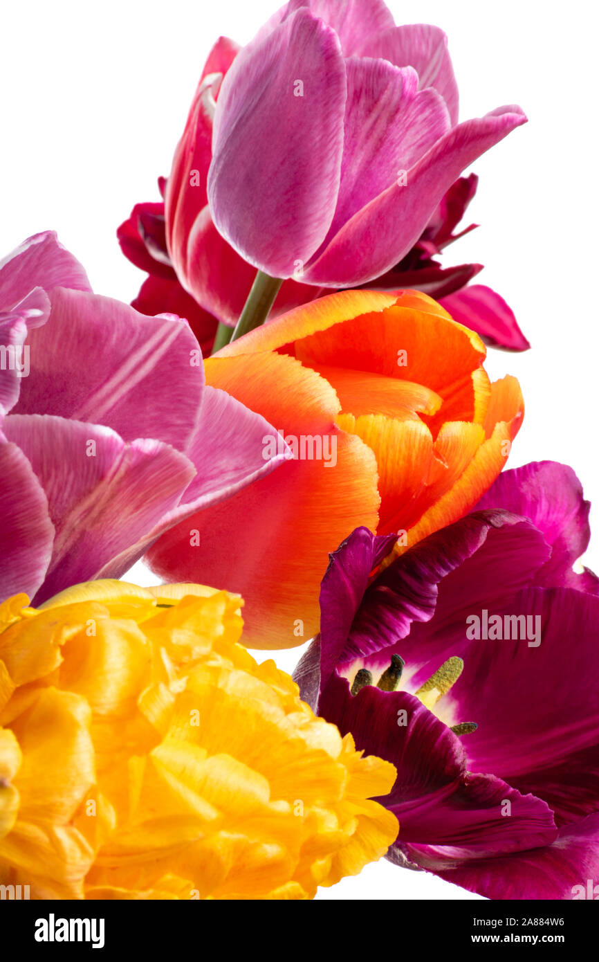 Schöne Tulpe Blume auf weißem Hintergrund Stockfoto