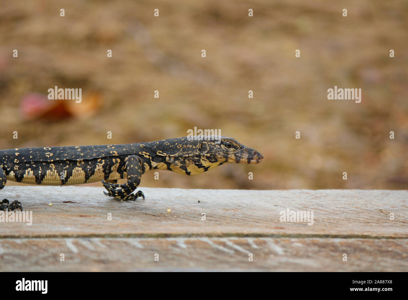 Asiatische baby Wasser Monitor Eidechse auf einem Wald in der Nähe des Flusses in der srilankan River. Stockfoto