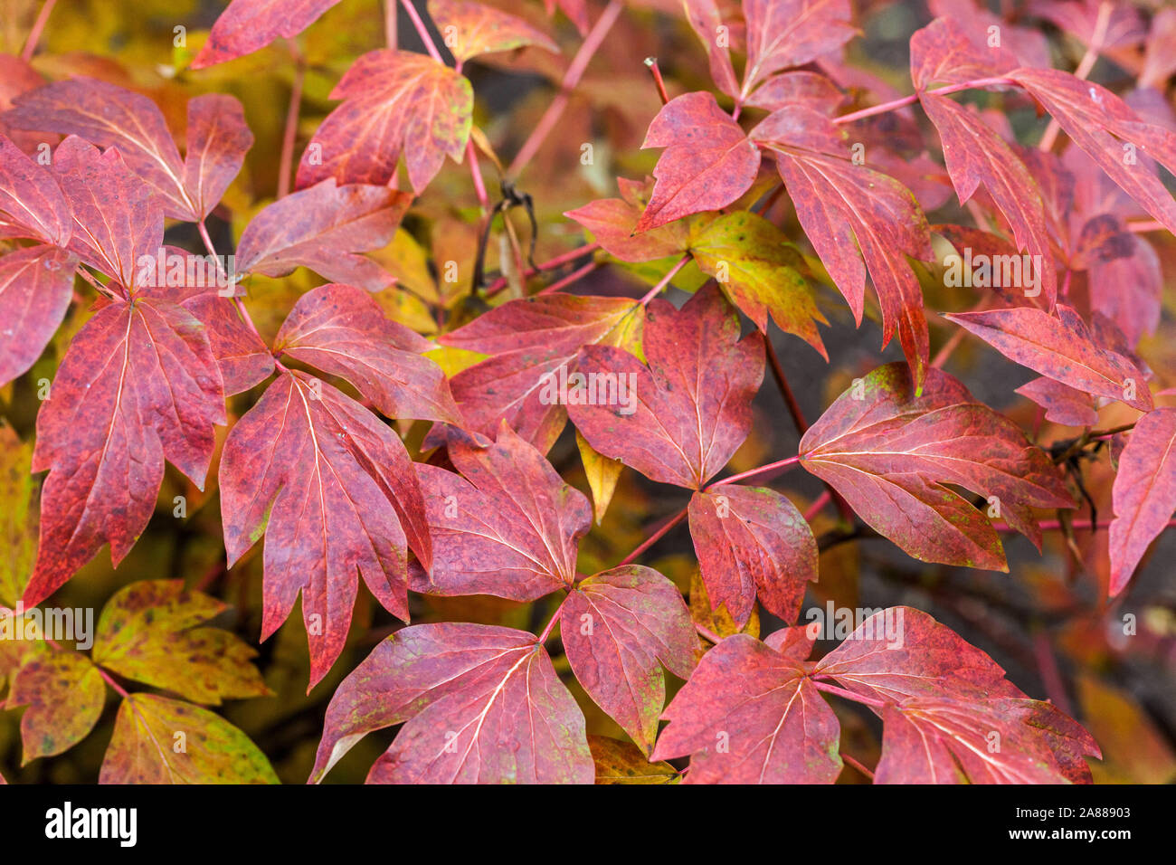 HerbstPfingstrose Blätter, Rotes Laub Japanischer Baum Pfingstrose Paeonia suffruticosa 'Yaezakura' Stockfoto