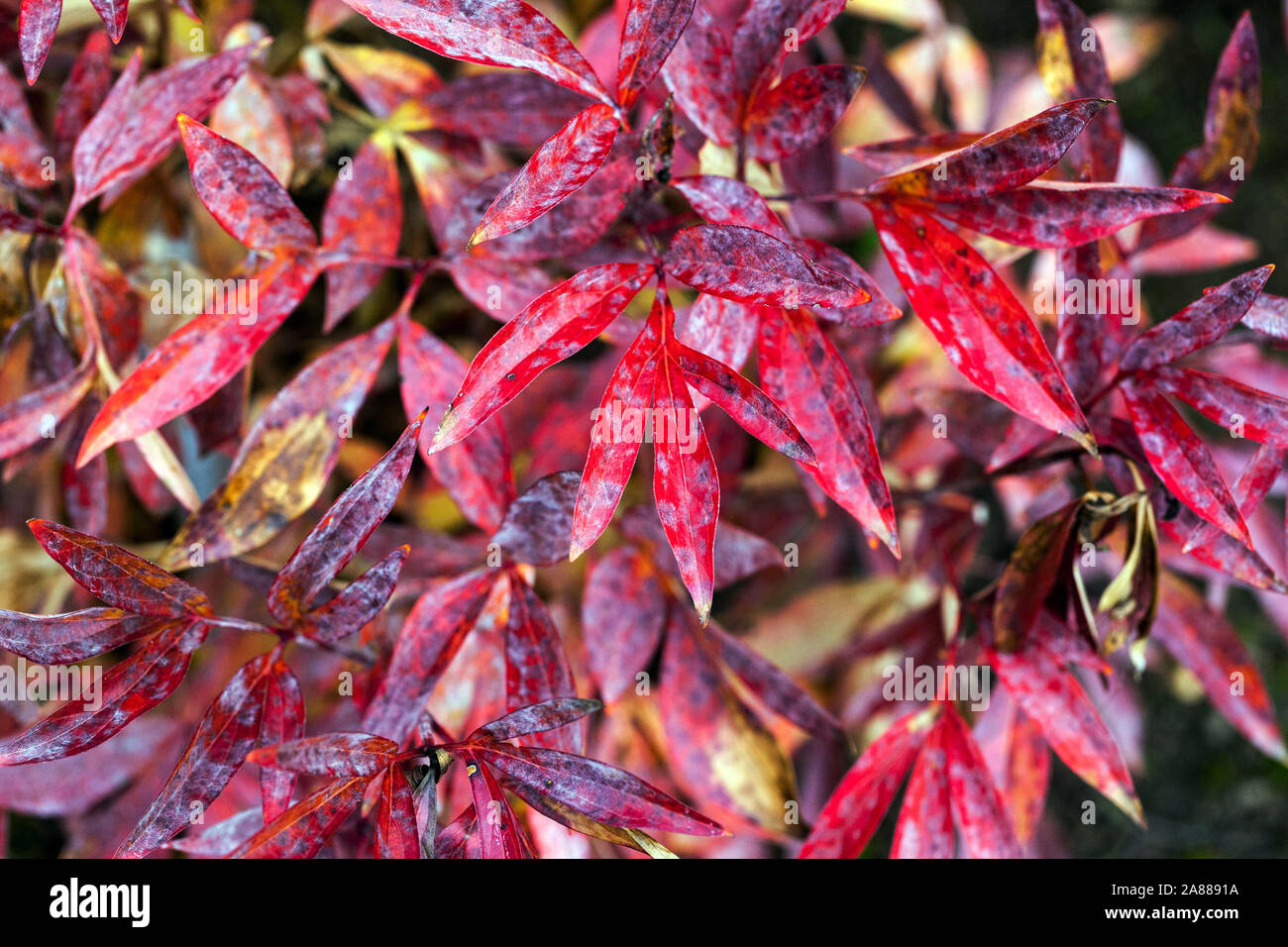 Herbstliche Pfingstrosen, Rotes Laub Pfingstrose Paeonia lactiflora 'Dorche Star' herbstliche rote Blätter Stockfoto