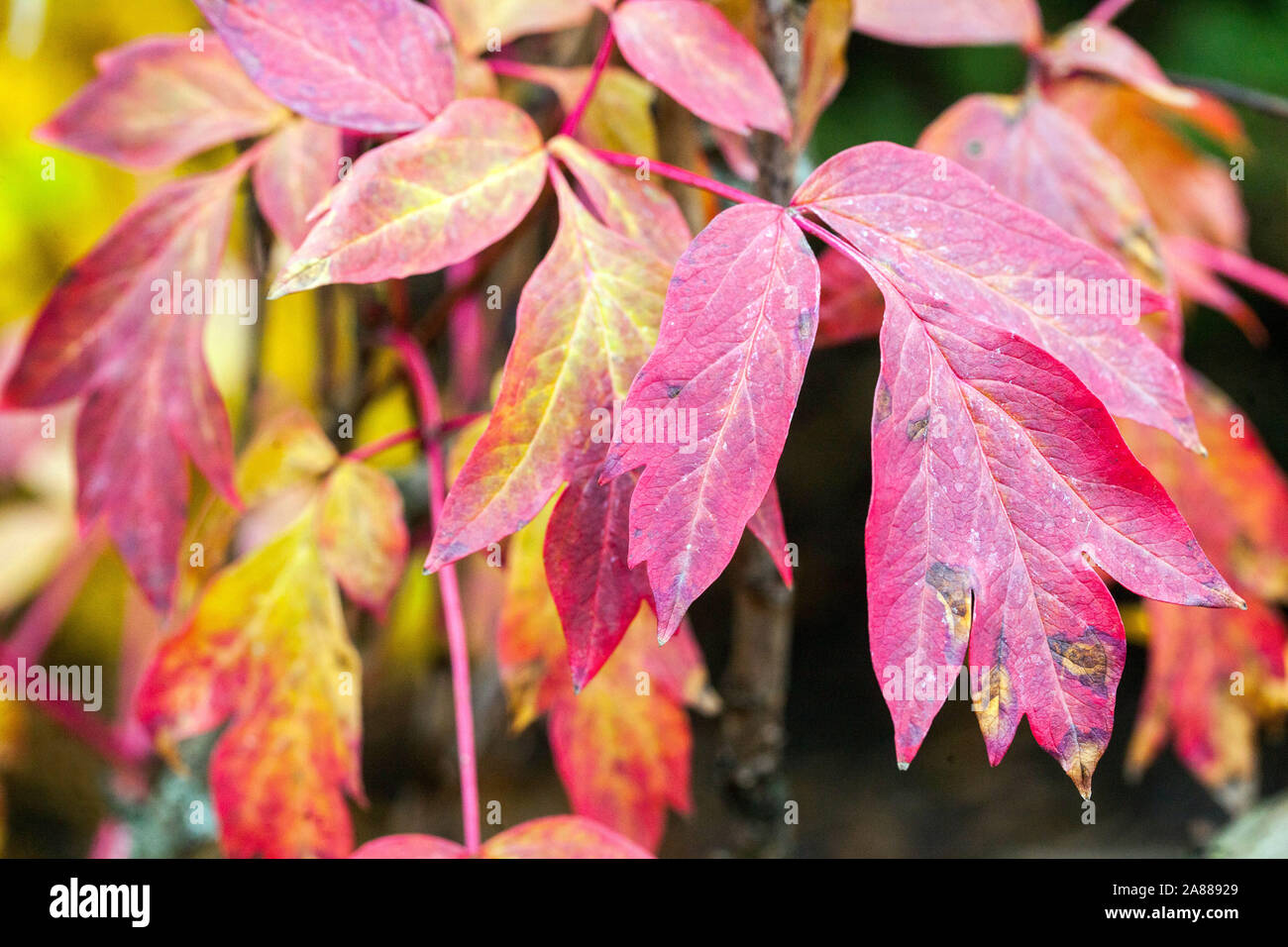 Herbst Päonien, Rot Laub japanische Baum Pfingstrose Paeonia suffruticosa 'Tamasu Wagen' Stockfoto