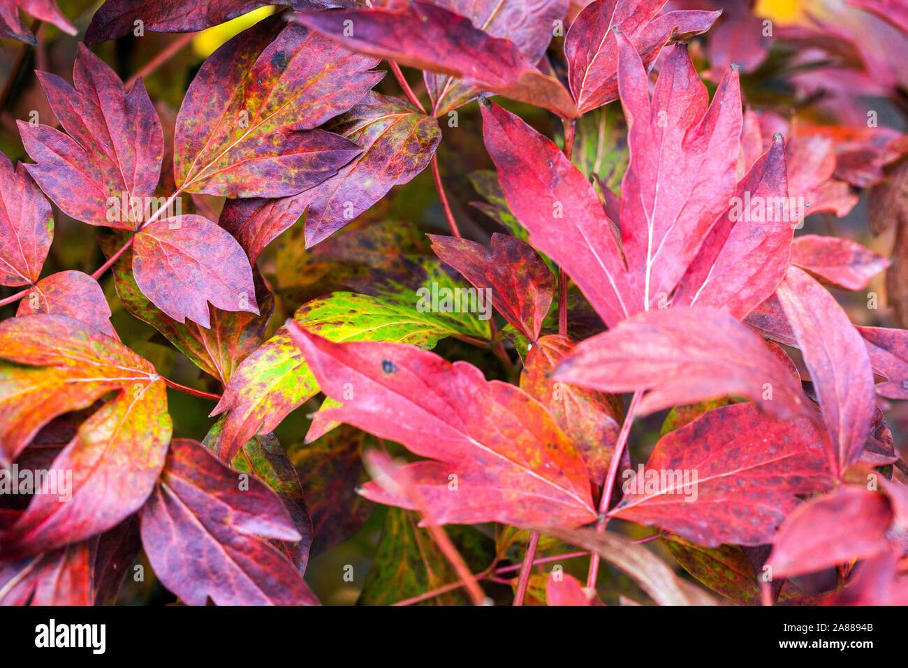 Pfingstrose Herbstblätter Pfingstrosen, Rotes Laub Japanischer Baum Pfingstrose Paeonia suffruticosa 'Kung Hong Zhou' Stockfoto