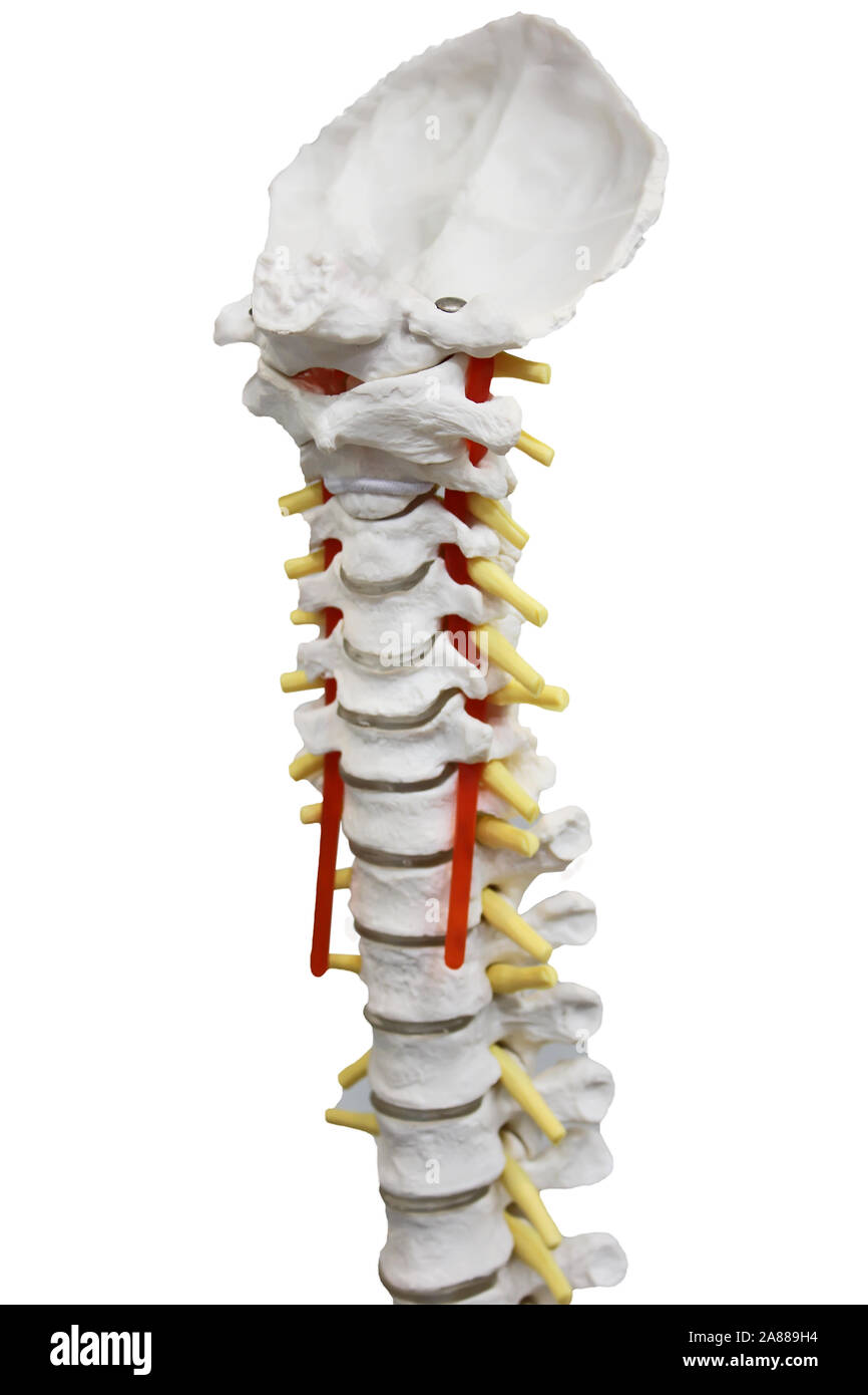 Wirbelsäule anatomie -Fotos und -Bildmaterial in hoher Auflösung – Alamy