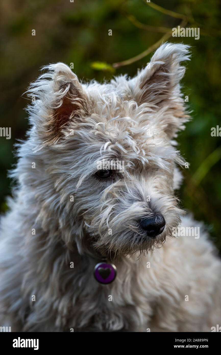 Weiblich West Highland White Terrier portrait Stockfoto