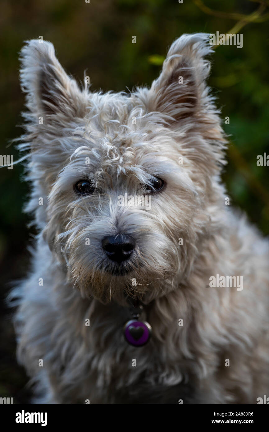 Weiblich West Highland White Terrier portrait Stockfoto
