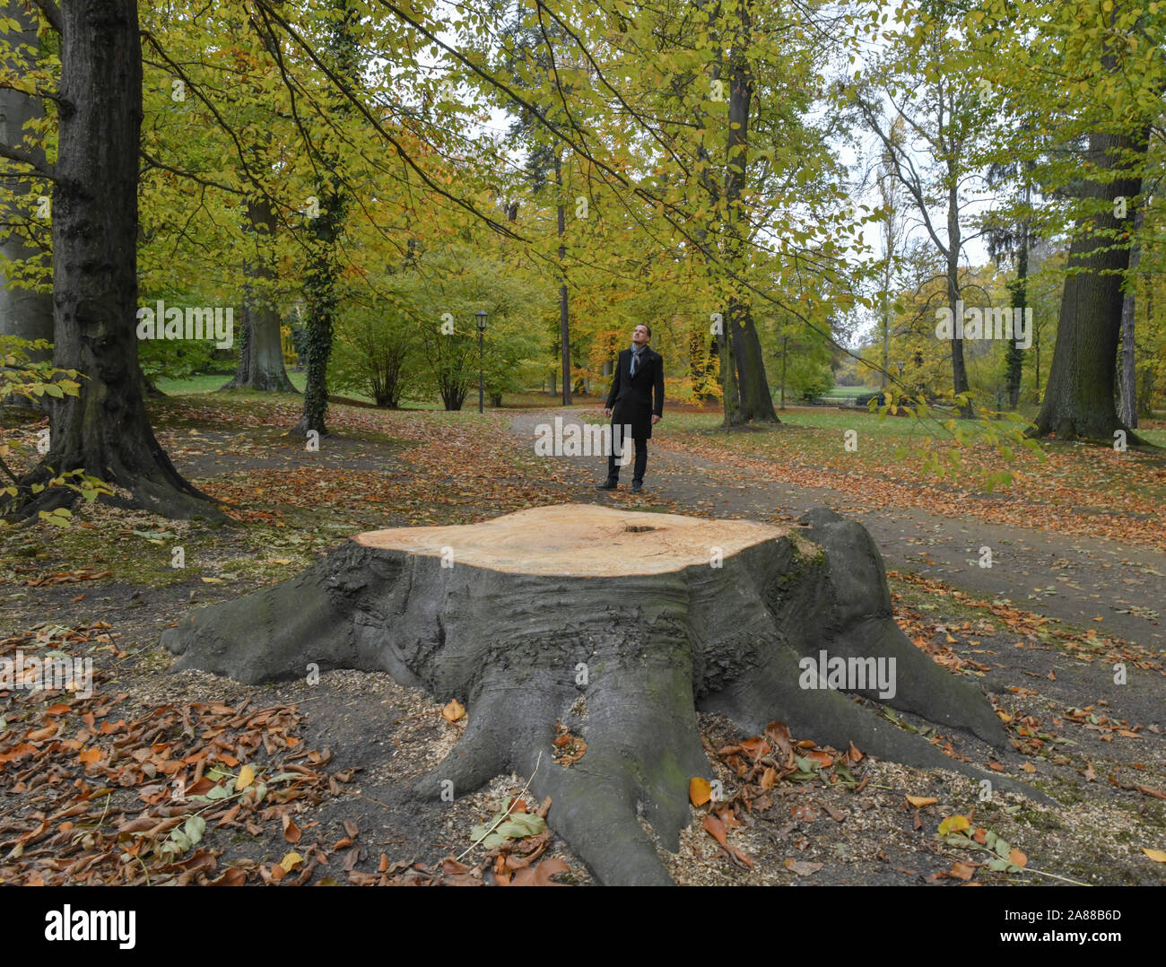 06 November 2019, Brandenburg, Cottbus: Claudius Wecke, park Manager im Fürst-Pückler-Park Branitz, steht hinter einem Baumstumpf eines mächtigen roten Buche, die als Folge der Dürre gestorben war und musste gefällt werden. Bei einer Pressekonferenz am selben Tag um Schloss Branitz, dem Verein Schlösser und Gärten Deutschland e.V. und der Stiftung Fürst-Pückler-Museum Park und Schloss Branitz gemeinsam präsentiert sich dem Publikum und sprach über die aktuelle Schäden an historischen Gärten, die durch den Klimawandel und die daraus resultierenden Gefahren für das kulturelle Erbe. Foto: Patrick Pleul/dpa-Zentralb Stockfoto