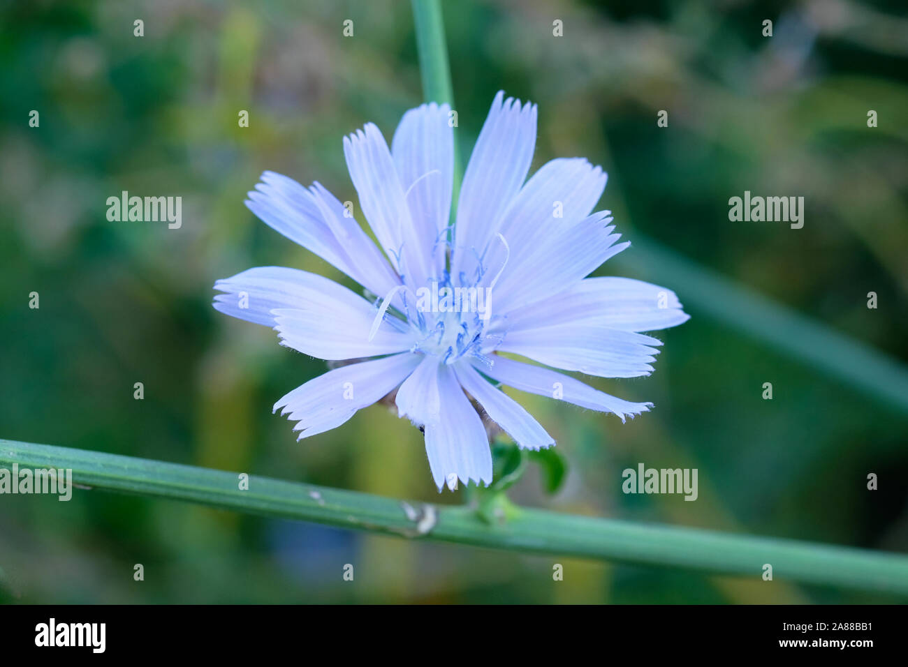 Chicorée Blume, aus der Nähe. Blaue Wegwarte Blume auf einem Hintergrund von Feld Gras. Nützliche medizinische Pflanzen. Stockfoto
