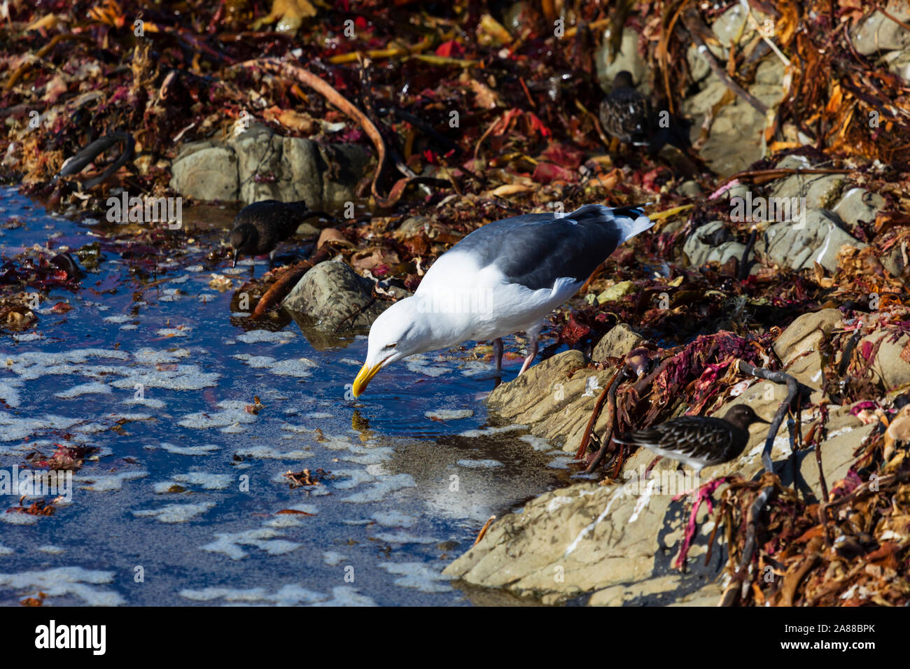 Amerikanische Silbermöwe, Larus smithsonianus, an einem Felsen Pool, Cambria, Kalifornien, Vereinigte Staaten von Amerika Stockfoto