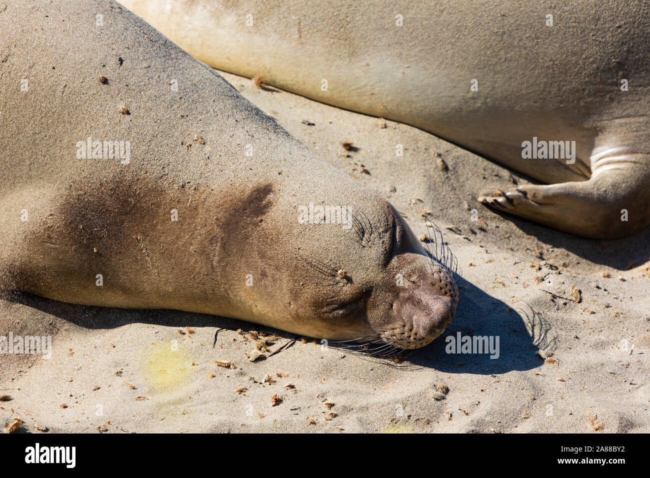 Weibliche Seeelefanten, Mirounga leonina Angustirostris, am Piedras Blancas rookery, San Simeon, Pacific Coast Highway, SR 1, Kalifornien, USA Stockfoto