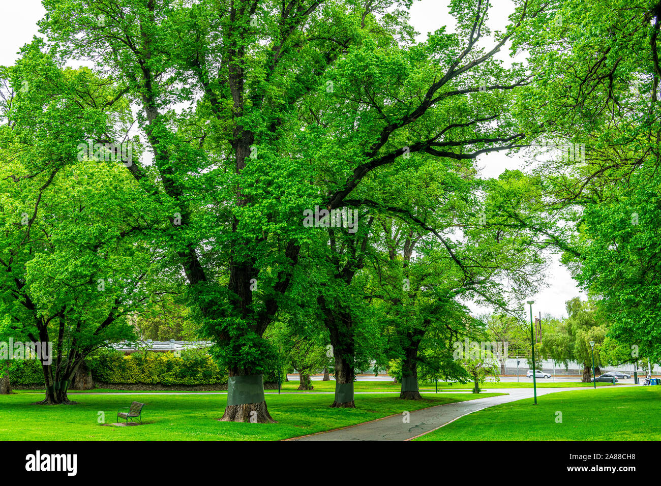 Viele große Bäume in Fitzroy Gardens haben Metallfolien um ihre Basen gewickelt, um zu verhindern, dass Possums sie klettern. Melbourne, Australien Stockfoto