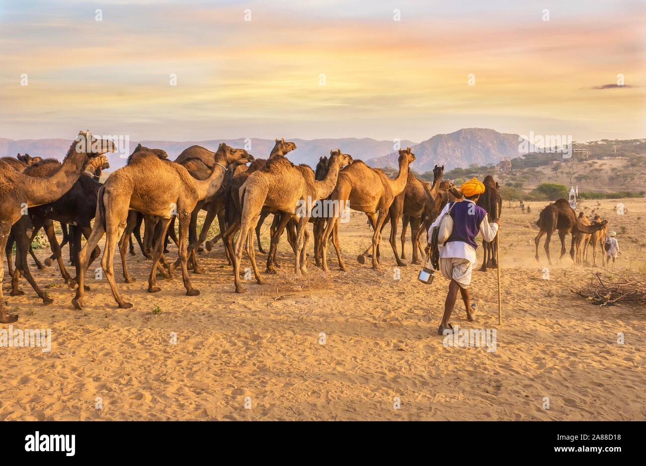 Eine Herde von Dromedar Kamele durch die Wüste Landschaft geführt von Camel Händler in der Nähe von Pushkar, Rajasthan, Indien. Stockfoto