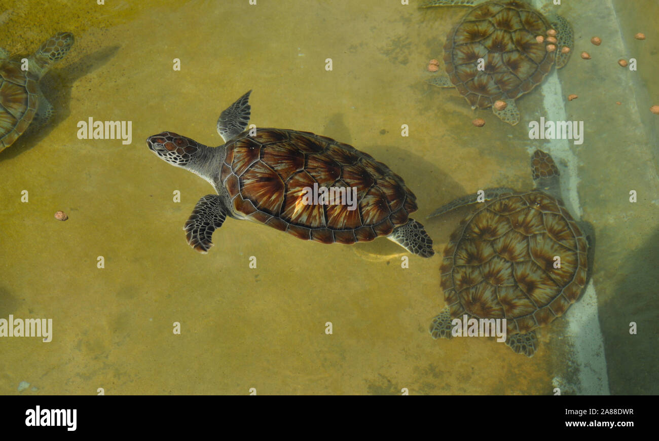 Baby Schildkröten schwimmen im Meerwasser Pool Stockfoto