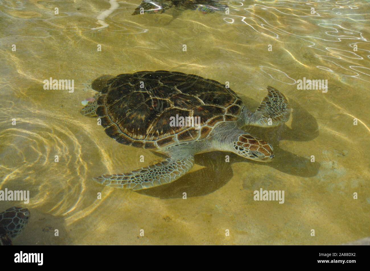 Baby Schildkröten schwimmen im Meerwasser Pool Stockfoto