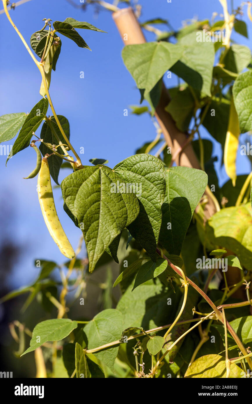 Gemeinsame Bohnen Phaseolus vulgaris 'Borlotto di Vigevano' auf Rebe Stockfoto