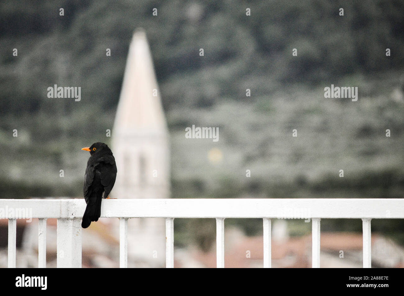 Europäische meadowlark Schwarz auf Weiß metall Zaun singen wie ein Verrückter und seinen Kumpel anrufen Stockfoto