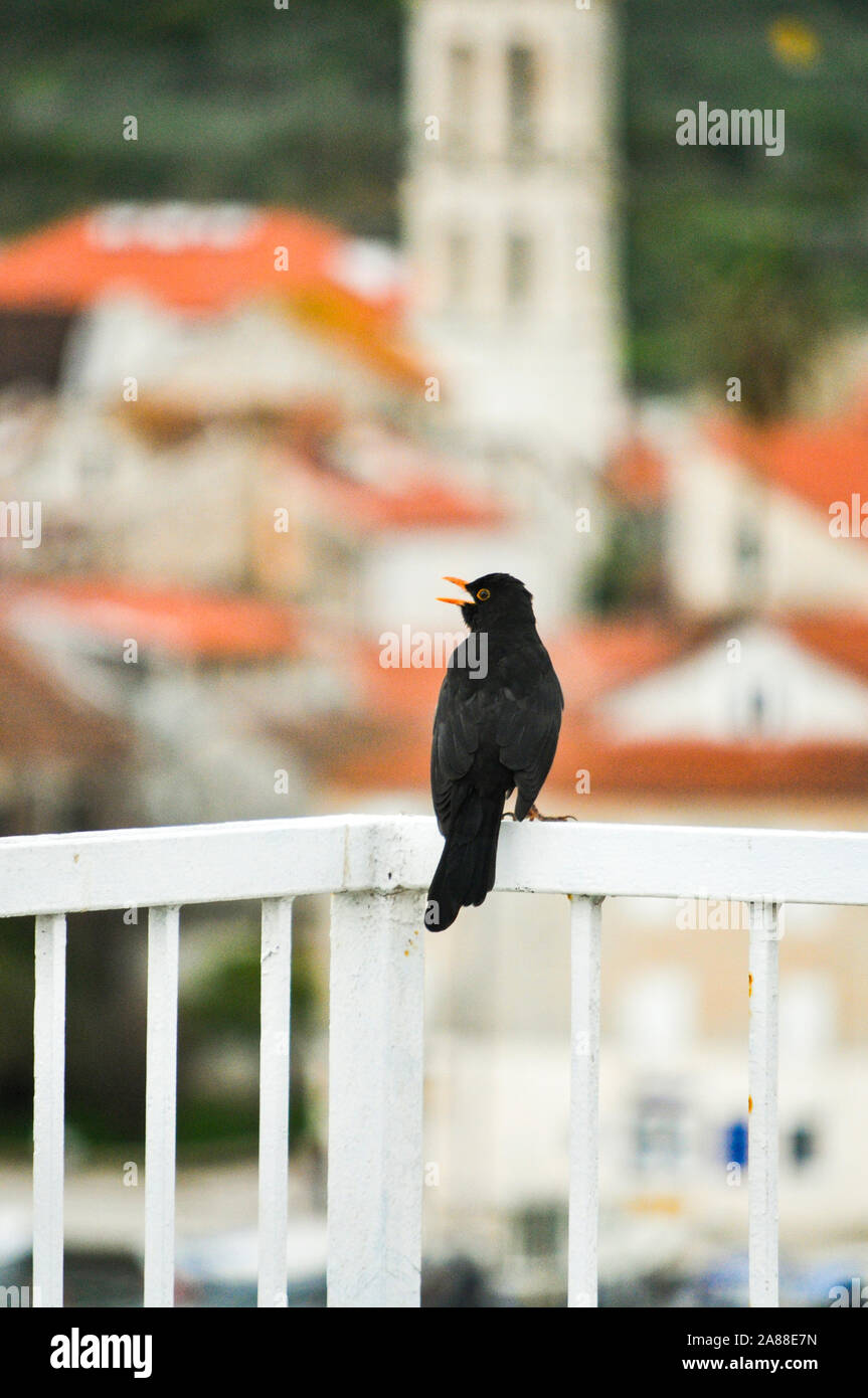 Europäische meadowlark Schwarz auf Weiß metall Zaun singen wie ein Verrückter und seinen Kumpel anrufen Stockfoto