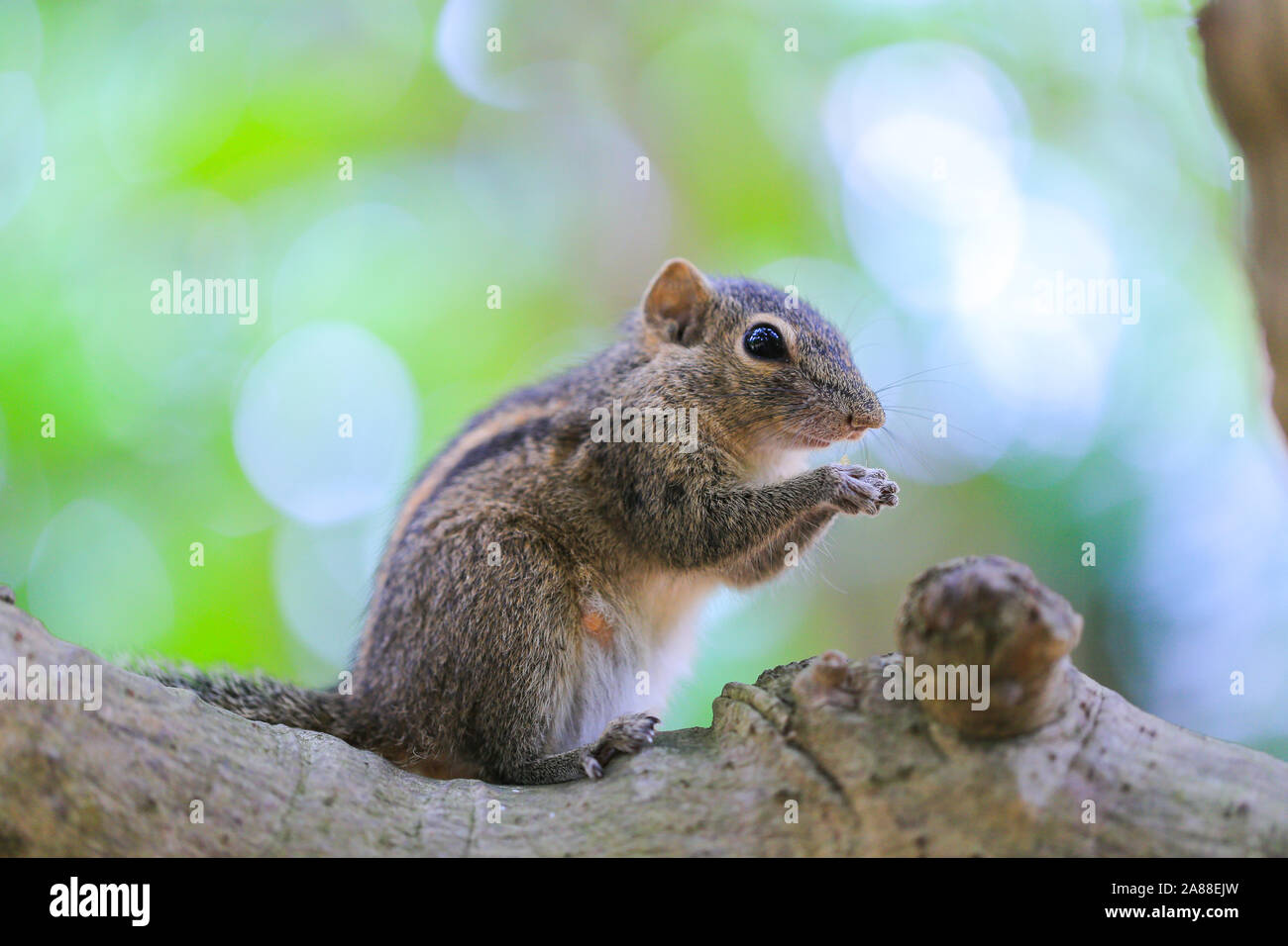 Chipmunk sitzt auf einem Baum und isst Stockfoto