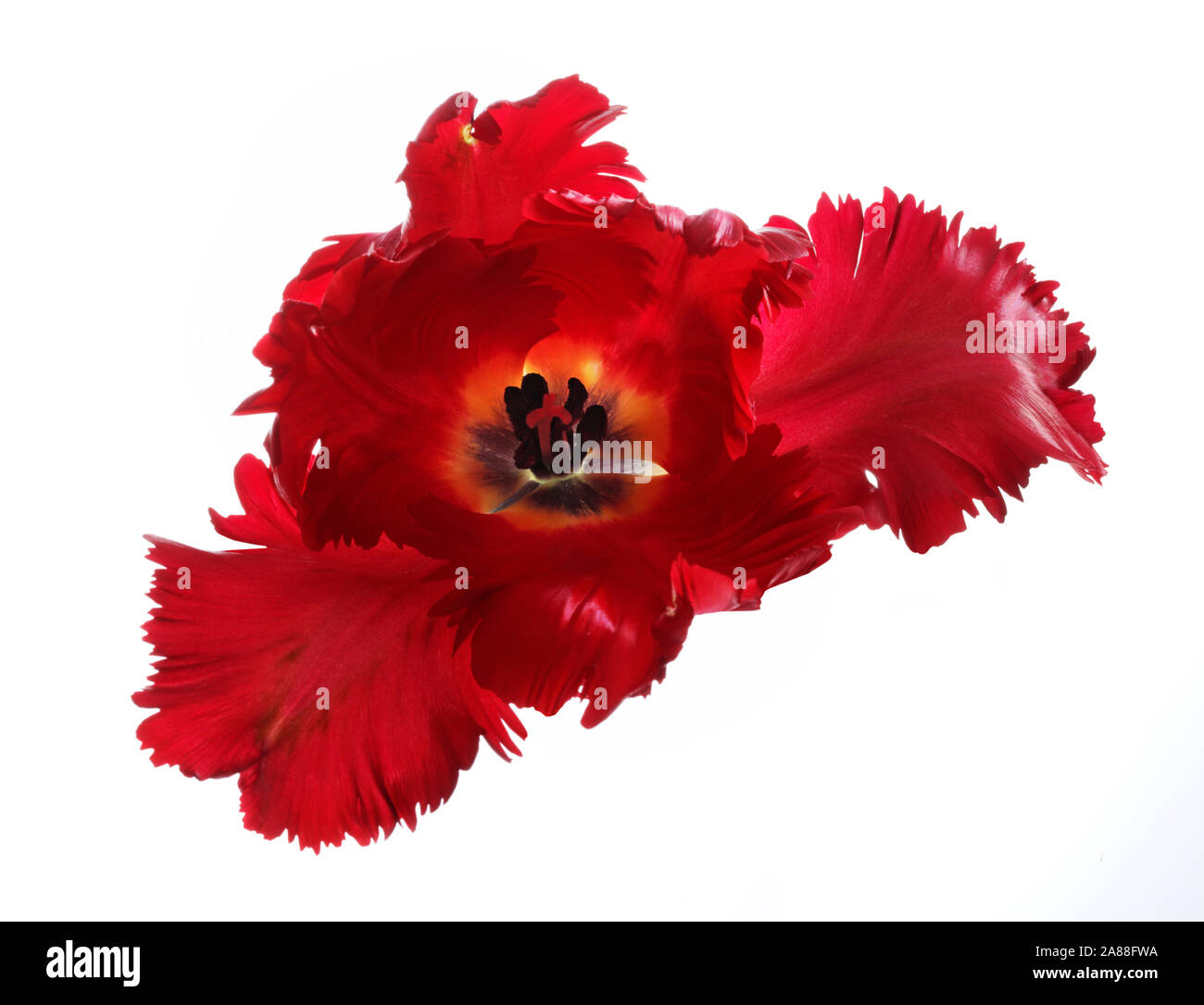 Rote Tulpe, Makro, einzelne Blume Stockfoto