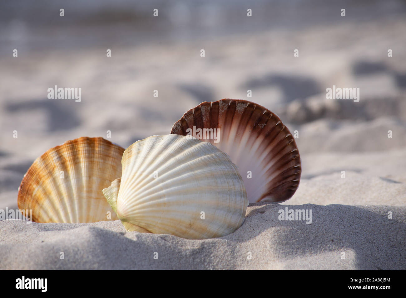 Nahaufnahme einer 3-Seesacke am Strand Stockfoto