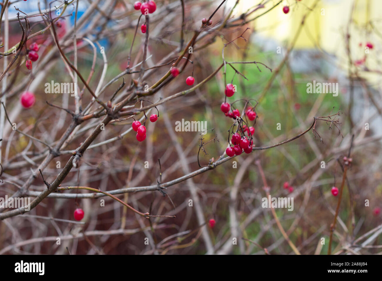 Eisige winter rote Beere auf die Sträucher im Wintergarten Stockfoto