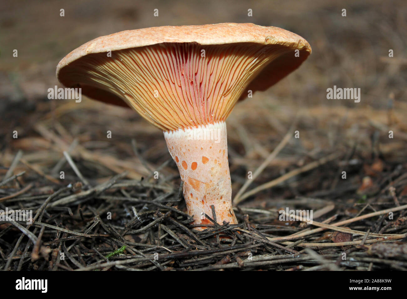 Safran Milch Lactarius Deliciosus Kappe Stockfoto
