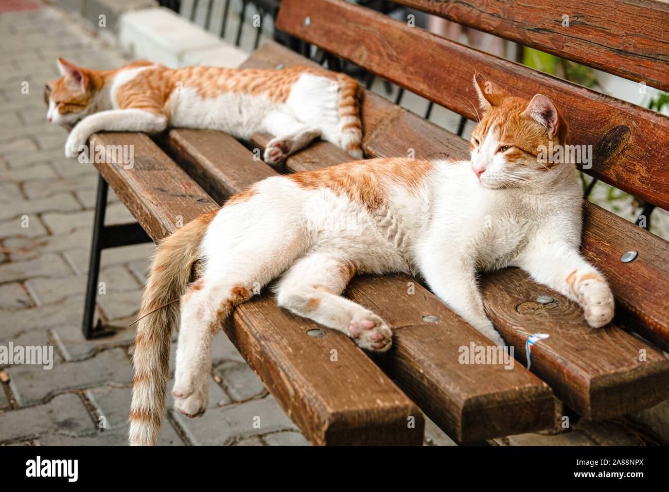 Rot und Weiß süß und heiter streunende Katzen auf der Holzbank. Izmir, Türkei. Stockfoto