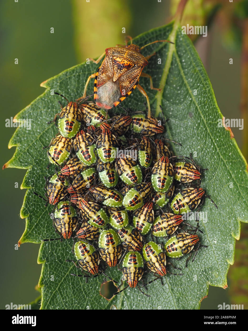 Parent Bug (Elasmucha grisea) mit ihren Nymphen auf Birke Blatt. Tipperary, Irland Stockfoto