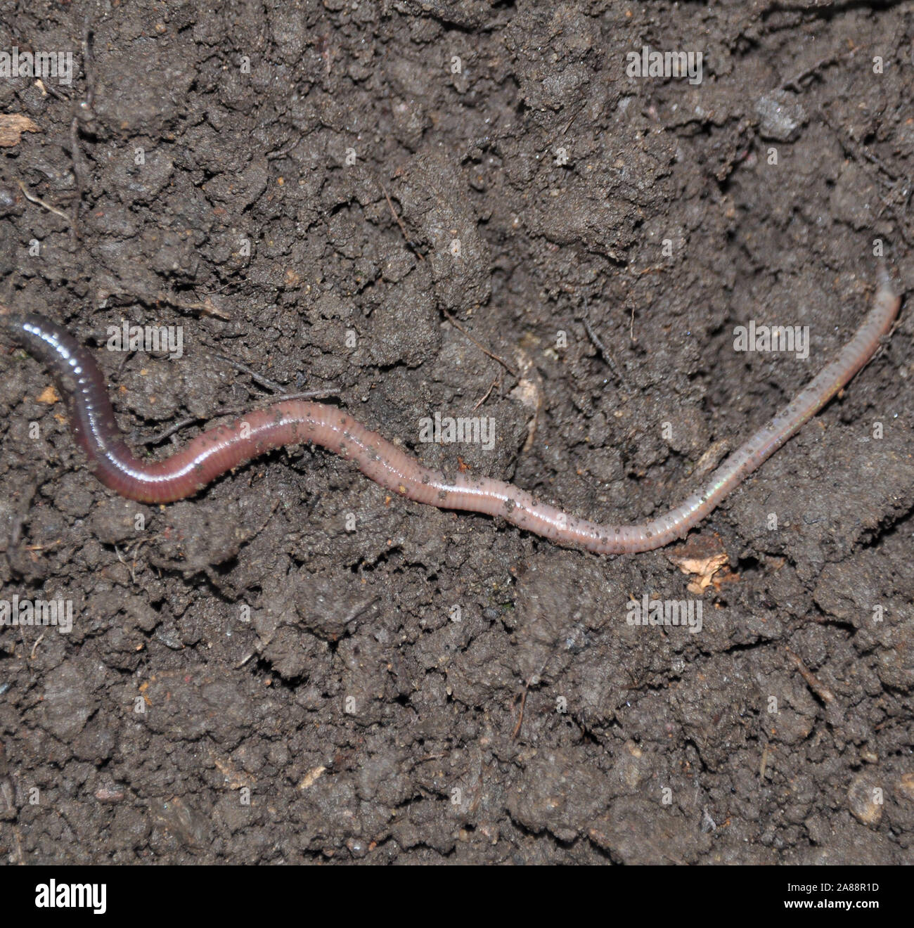 Gemeinsame Regenwurm Stockfoto