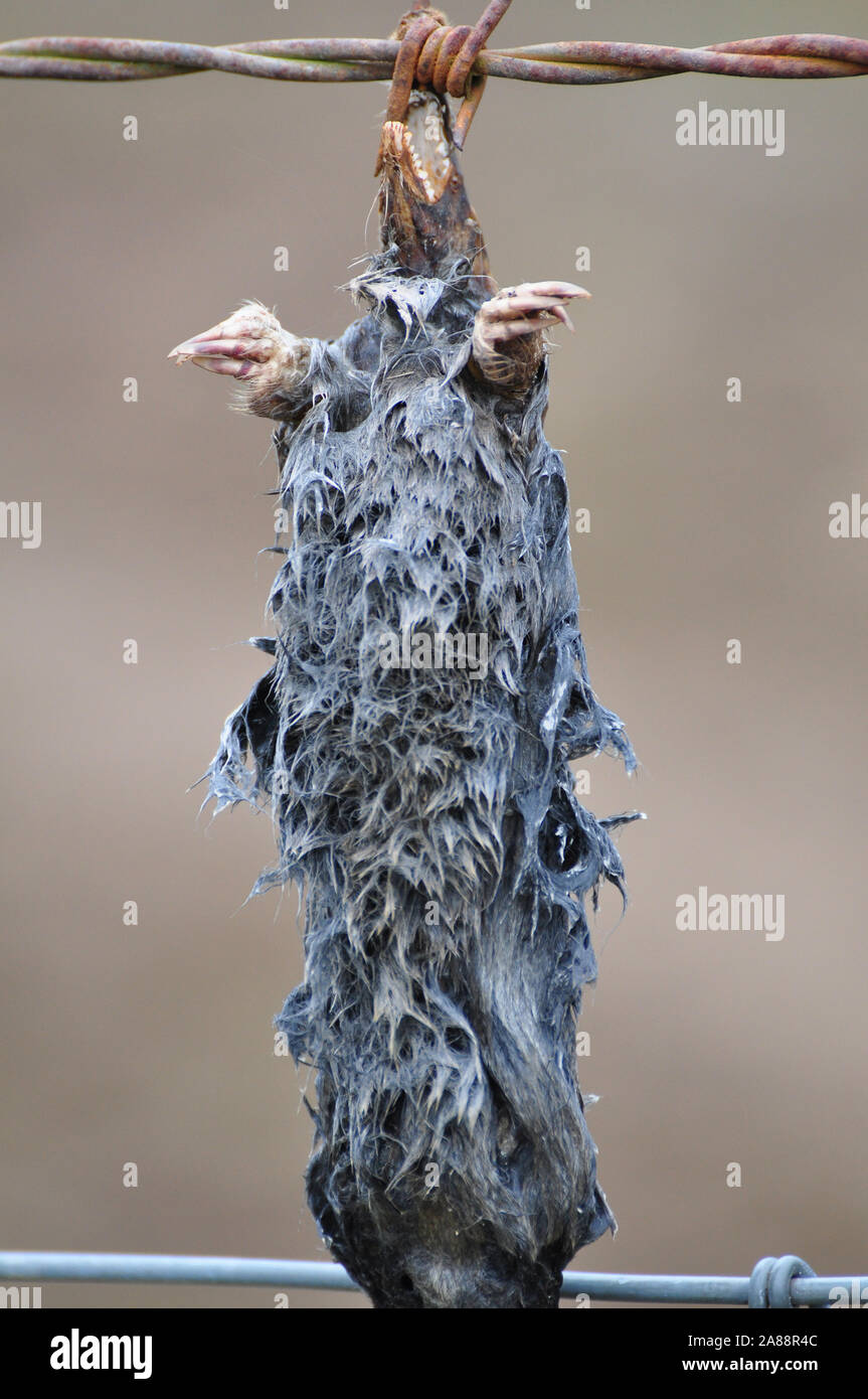 Verwesenden toten Maulwurf auf Stacheldraht zaun hing Stockfoto