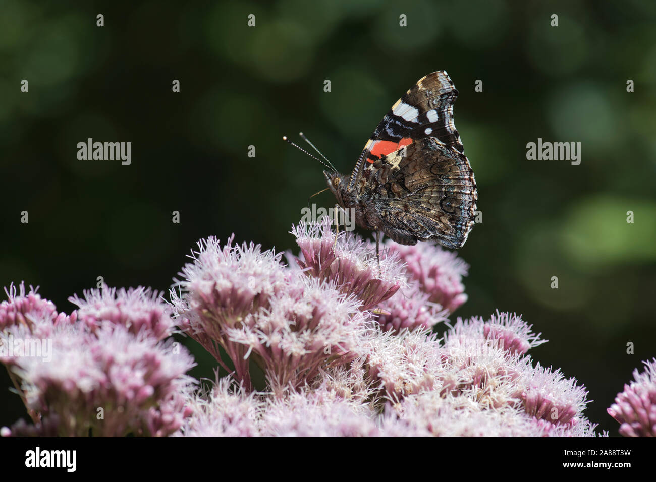 Unterseite eines Roten Admiral (Vanessa atalanta) Schmetterling Fütterung auf Hanf agrimony Stockfoto