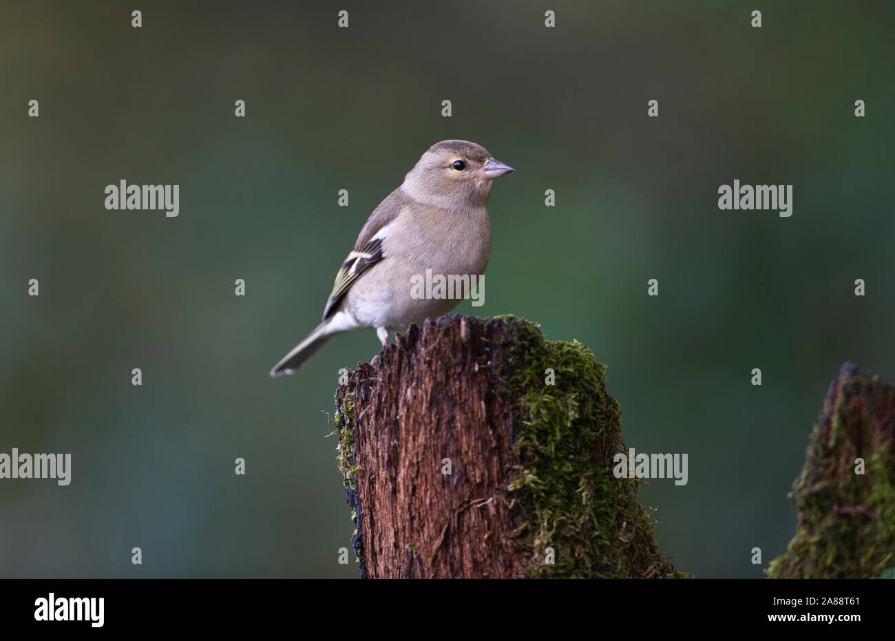 Weibliche Buchfink (Fringilla coelebs) auf einem Baumstumpf im Herbst Stockfoto