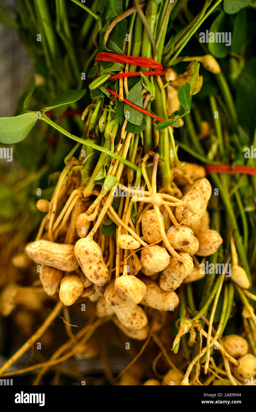 Frische Erdnüsse Pflanzen mit den Wurzeln Erdnuss Stockfoto